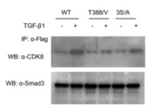 CDK8